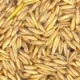avoine biologique - producteurs de céréales biologiques ActiveBio