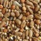 melange cereales biologiques, , aliments du bétail bio