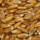 blé tendre biologique - producteurs de céréales biologiques ActiveBio