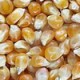 maïs biologique - producteurs de céréales biologiques ActiveBio