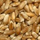 blé biologique - producteurs de céréales biologiques ActiveBio