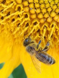abeille-tournesol-ActiveBio-negociant-en-céréale-bio