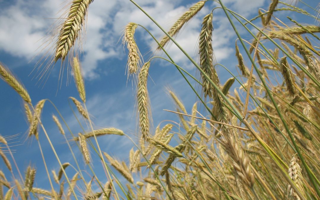 Récolte de blé bio 2020 : Deux points de vue différents.