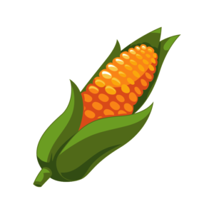 Semence bio maïs, Ar Cour ActiveBio, négociant en céréales biologiques