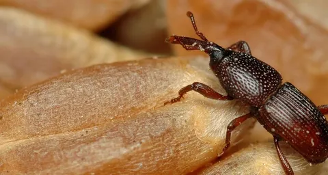 Insectes ravageurs : une menace croissante pour les céréales stockées