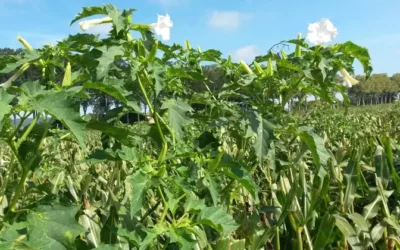 Maîtriser le datura