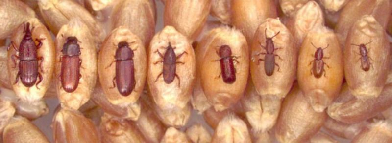 Arcourbio manger bio